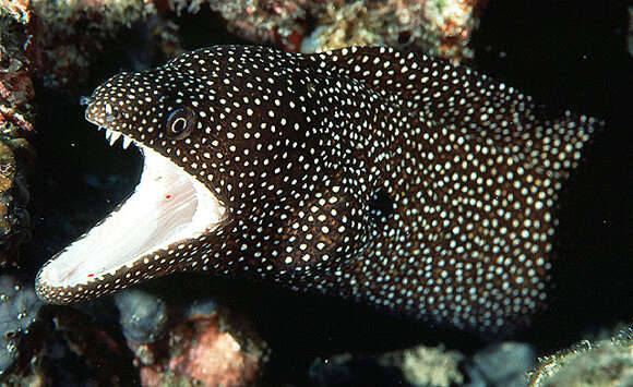 Image of Turkey moray