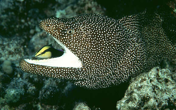 Image of Turkey moray