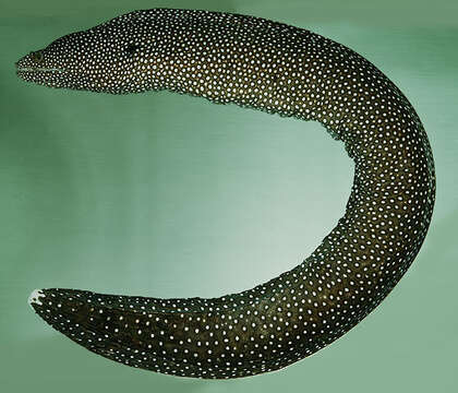 Image of Turkey moray