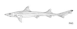 Image of Darksnout Hound Shark