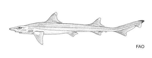 Image of Darksnout Hound Shark