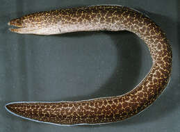 Image of False spotted moray