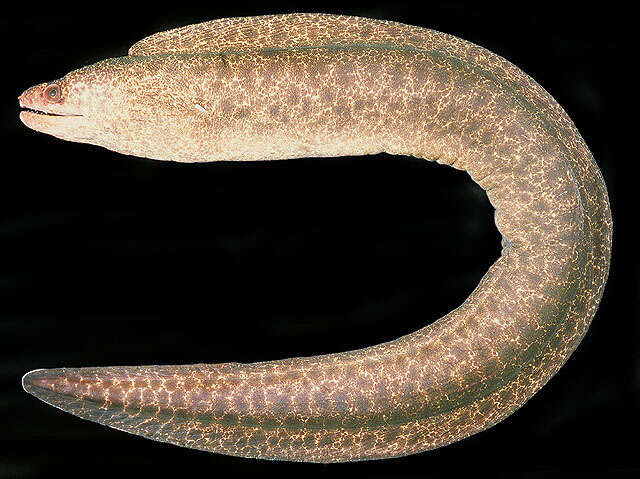 Image of False spotted moray