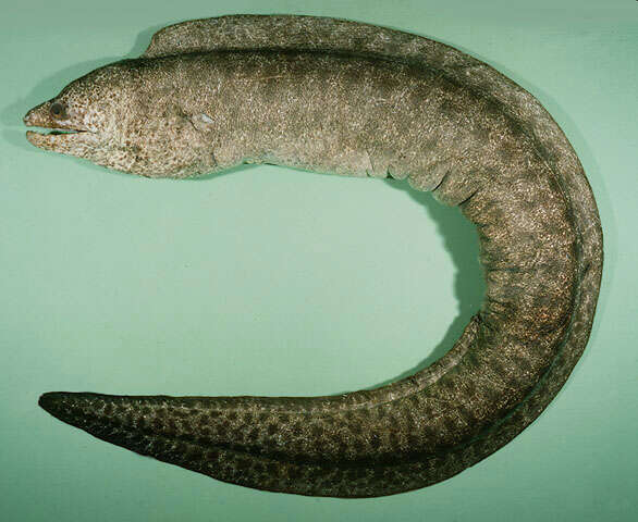 Image of False spotted moray