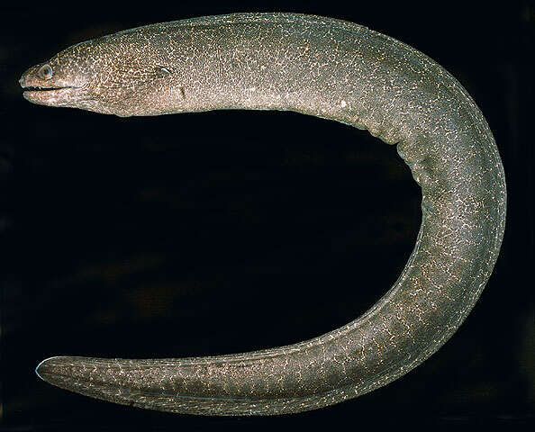 Image of False spotted moray