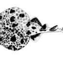 Image of Dark-spotted elctric ray