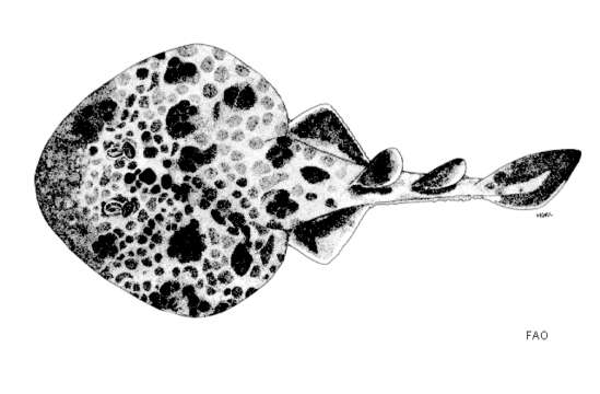 Image of Dark-spotted elctric ray