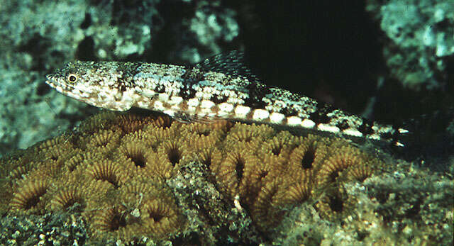 Image of Variegated lizardfish