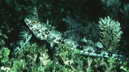 Image of Variegated lizardfish