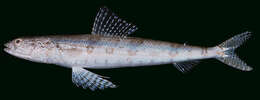 Image of Variegated lizardfish