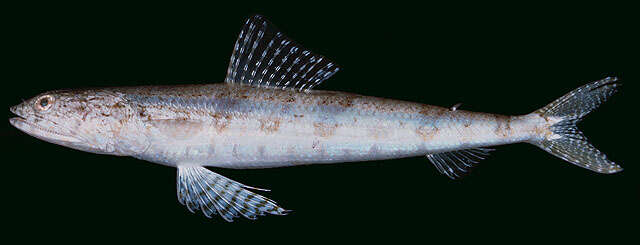 Image of Variegated lizardfish