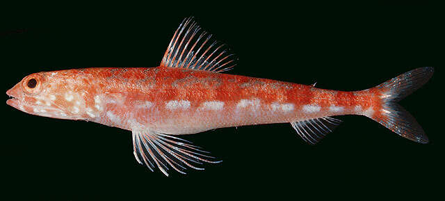 Image of Variegated lizardfish