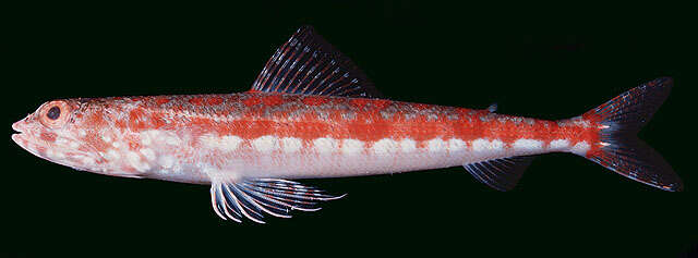 Image of Variegated lizardfish