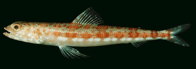 Image of Variegated lizardfish