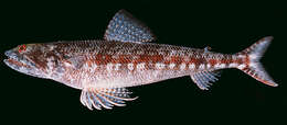 Image of Variegated lizardfish