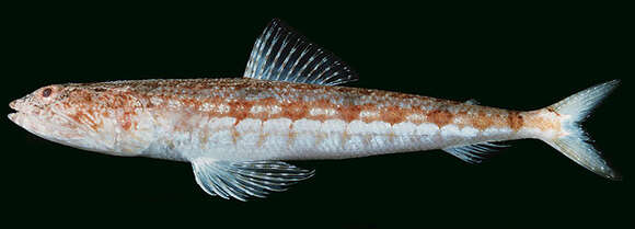 Image of Variegated lizardfish