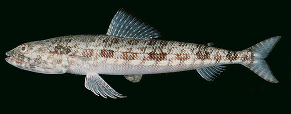 Image of Variegated lizardfish