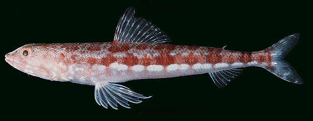 Image of Variegated lizardfish