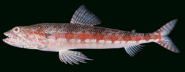 Image of Variegated lizardfish