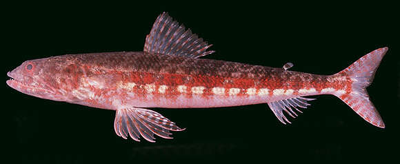 Image of Variegated lizardfish