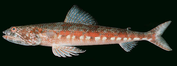 Image of Variegated lizardfish