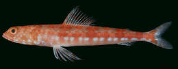 Image of Variegated lizardfish