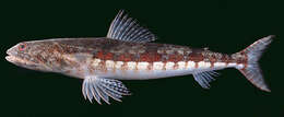 Image of Variegated lizardfish