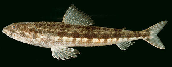 Image of Variegated lizardfish