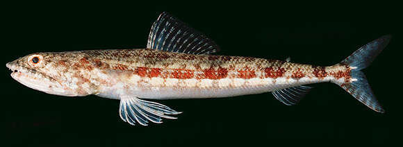 Image of Variegated lizardfish