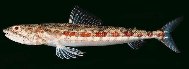 Image of Variegated lizardfish