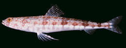 Image of Variegated lizardfish