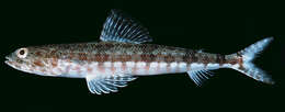 Image of Variegated lizardfish