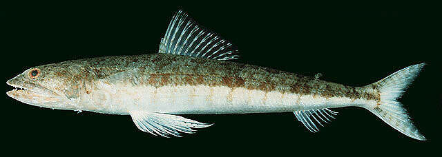 Image of Variegated lizardfish