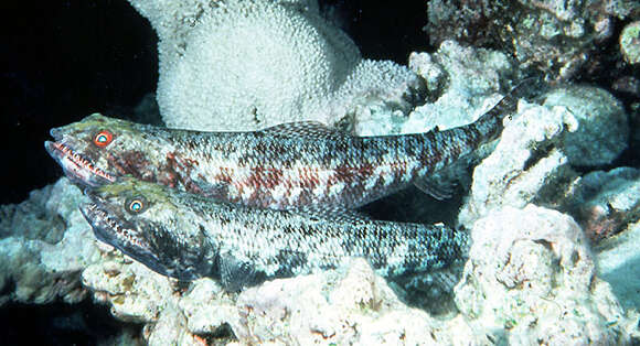 Image of Variegated lizardfish