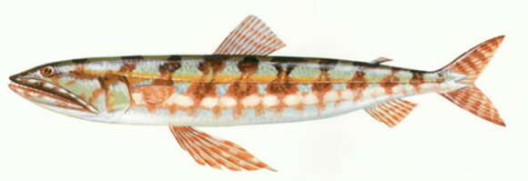 Image of Variegated lizardfish