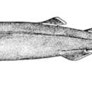 Image of Pocket Shark