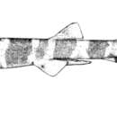 Image of Banded Catshark