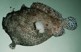 Image of Anglerfish