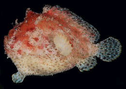 Image of Anglerfish