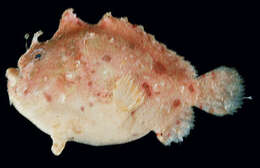 Image of Anglerfish