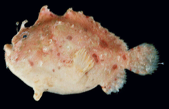 Image of Anglerfish