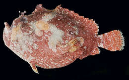 Image of Anglerfish