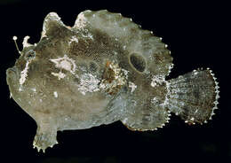 Image of Anglerfish