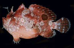 Image of Big-spot angler