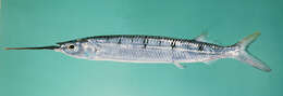 Image of Barred garfish