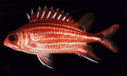 Image of Horned Squirrelfish