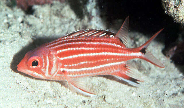 Image of Horned Squirrelfish