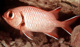 Image of Big-eye Soldierfish