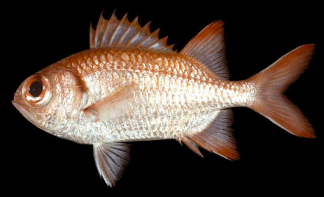 Image of Big-eye Soldierfish