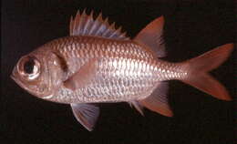 Image of Big-eye Soldierfish